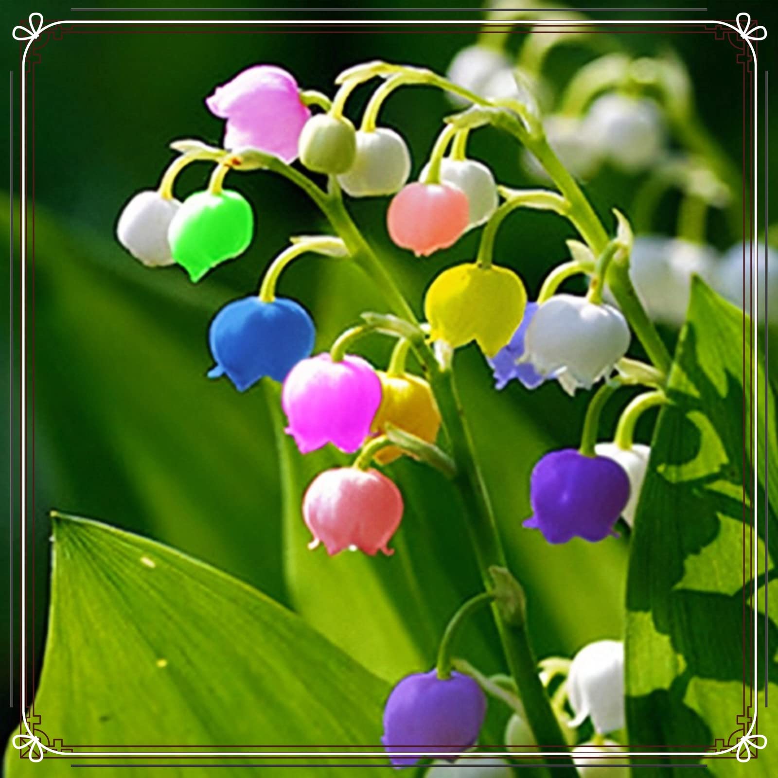 Amazon｜スズランの球根 スズランの球根販売 装飾的な庭園-10bulbs-c